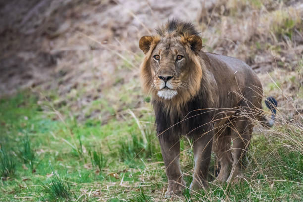 istock Male Lion - Zambia 1303589626