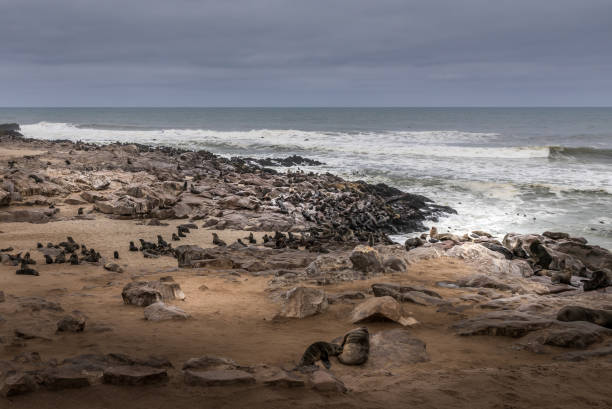 landscape view of large fur seal colony on the skeleton coast- Namibia