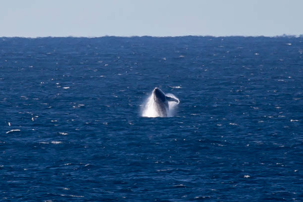 Whale breaching the water