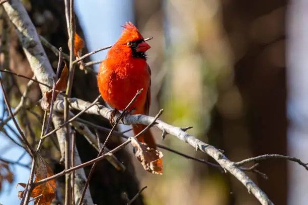 A Northern Cardinal perched atop a mossy cypress on a bright and sunny Wilmington, NC morning