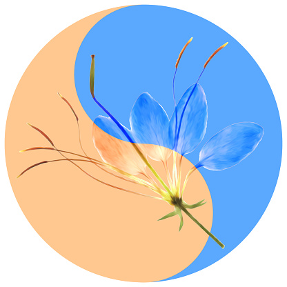 Floral symbol Yin-Yang. Cleome. Geometric pattern of Yin-Yang symbol, from plants on colored background in Oriental style. Yin Yang symbol from flowers, petals. Flower illustration of mandala.