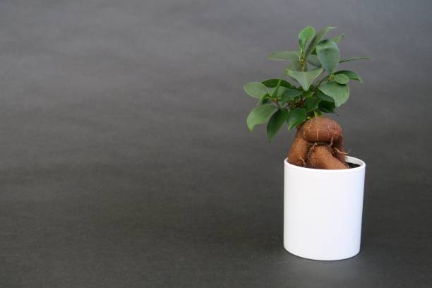 Ficus microcarpa in a white pot Ficus microcarpa in a white pot with a black background. ficus microcarpa bonsai stock pictures, royalty-free photos & images