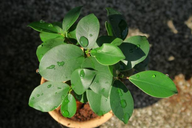 Ficus microcarpa Ficus microcarpa with some water drops. ficus microcarpa bonsai stock pictures, royalty-free photos & images