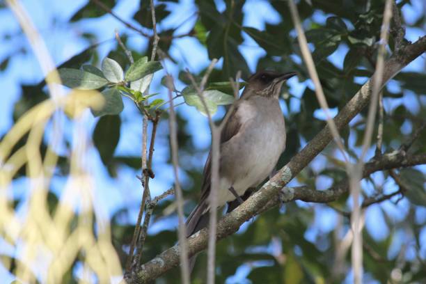 istock bird bird thrush poca - turdus amaurochalinus 1303595830