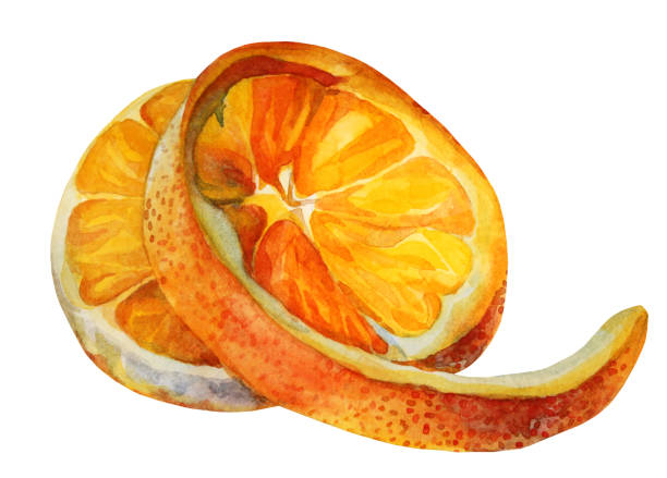 istock Watercolor citrus fruit orange slice isolated on white background. Hand-drawn food object for menu, sticker, wrapping, card 1303596847