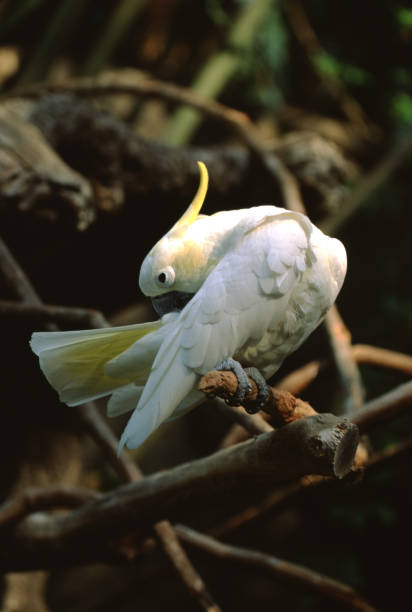 istock Yellow-Crested Cockatoo (Cacatua Sulphurea) 1303596965