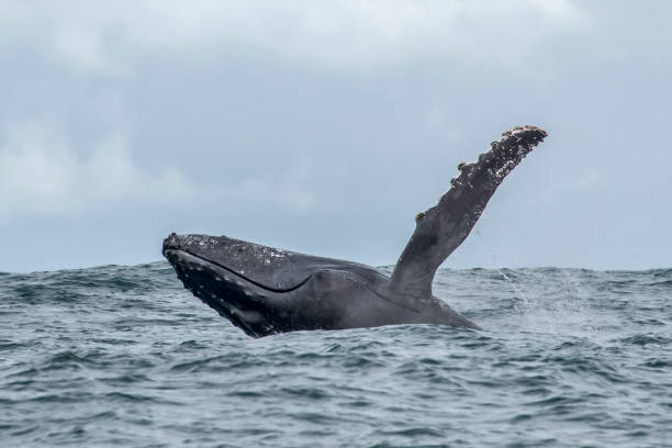 Humpback Whale photographed in Vitoria, Capital of Espirito Santo. Southeast of Brazil. Atlantic Ocean. stock photo
