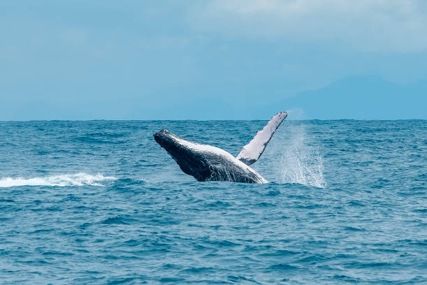 Humpback Whale photographed in Vitoria, Capital of Espirito Santo. Southeast of Brazil. stock photo
