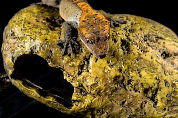 istock Crested gecko Correlophus ciliatus 1303603608