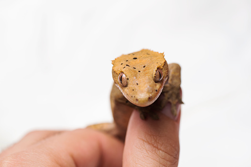 Crested gecko with on hand isolated white background