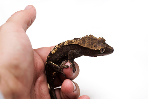 Crested gecko with on hand isolated white background