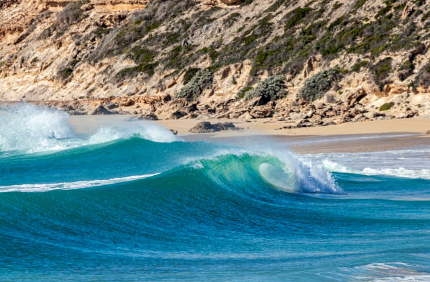 Beautifully curling wave breaking on remote Eyre Peninsular coastline with sandy beach and rugged cliffs in background. Intense aqua blue water. Selective focus on foreground