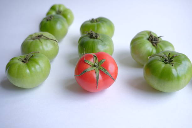 istock difference concept. one red tomato among green tomatoes. Leadership, uniqueness, think different, business success. 1303608620
