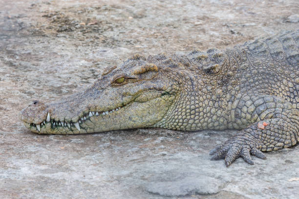 istock Head of crocodile 1303609296