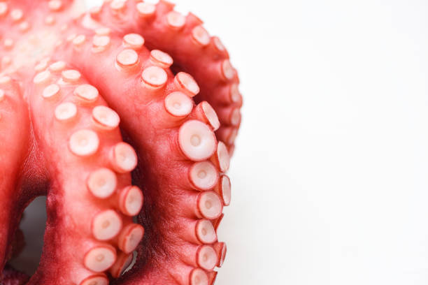 istock Octopus isolated on white background, Boiled whole octopus tentacles seafood squid cuttlefish 1303611923
