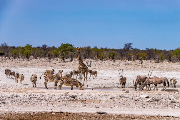 istock Wildlife at a waterhole - Etosha, Namibia 1303612770