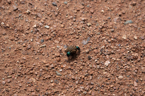Dung beetles are beetles that feed on feces. Some species of dung beetles can bury dung 250 times their own mass in one night.