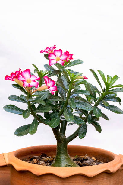 Red flowers are blooming in a blurred green background. Red flowers named Azalea blossom beautifully on a white background. adenium obesum stock pictures, royalty-free photos & images