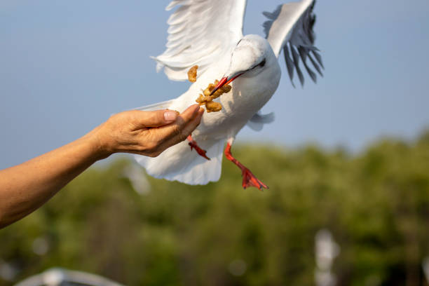istock Seagulls eating food from tourists 1303614001