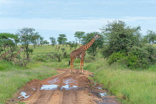 The Masai giraffe, also spelled Maasai giraffe, also called Kilimanjaro giraffe, is the largest subspecies of giraffe. It is native to East Africa. The Masai giraffe can be found in central and southern Kenya and in Tanzania.