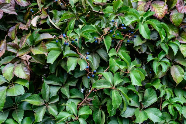 Photo of Background with many large green leaves and blue berries of  Parthenocissus quinquefolia plant, known as Virginia creeper, five leaved ivy or five-finger, in a garden in a sunny autumn day