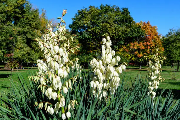 Many delicate white flowers of Yucca filamentosa plant, commonly known as Adam"u2019s needle and thread, in a garden in a sunny summer day, beautiful outdoor floral background