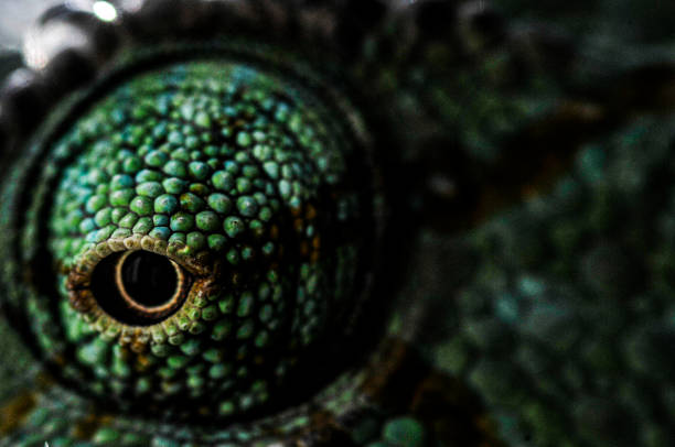 istock Veiled Chameleon Eye Macro photography 1303616203