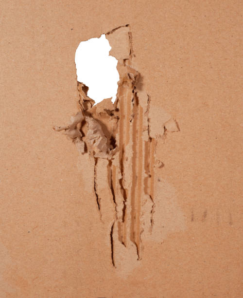 istock Ripped Tore Hole in Cardboard on White Background. 1303616758