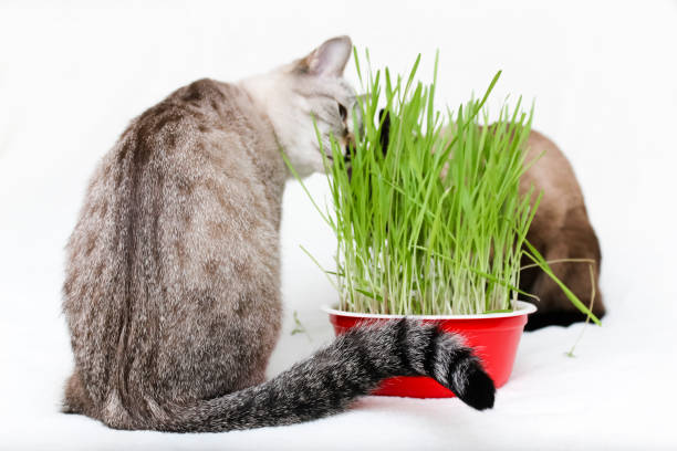 istock Domestic cats eat grass. 1303617157