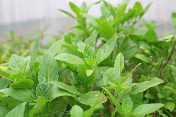 istock Thai sweet green basil tree in plantation. 1303617390