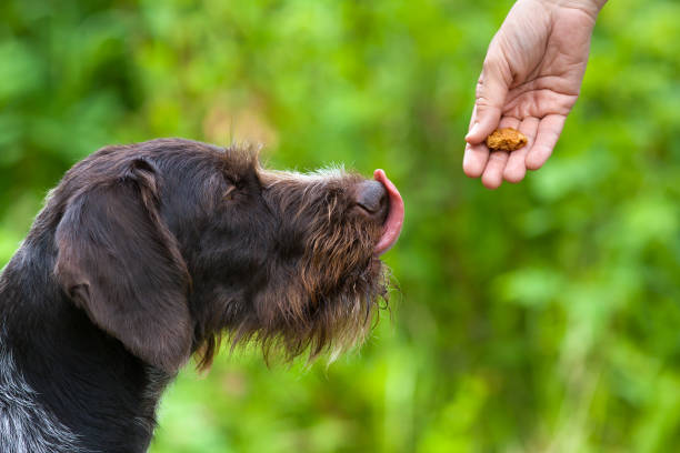 il cane si lecca le labbra alla vista delle prelibatezze - dog education holding animal foto e immagini stock