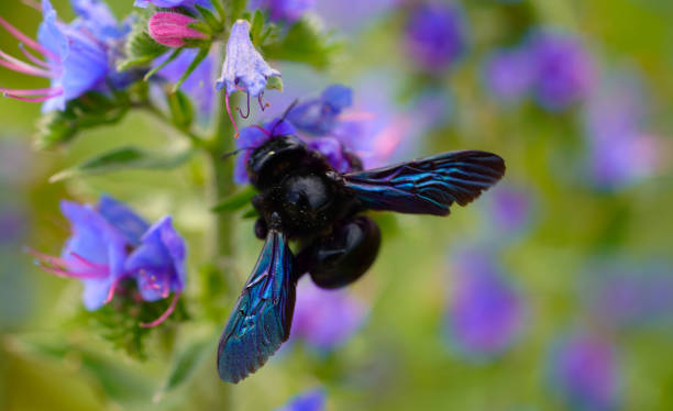 fermez-vous vers le haut d’une abeille sur la fleur - abeille menuisière photos et images de collection