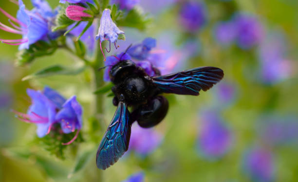 close up of a bee on flower carpenter bee, Xylocopa, Xylocopa violacea, violet carpenter bee, Echium vulgare, blueweed, vipers bugloss, hymenoptera moka stock pictures, royalty-free photos & images