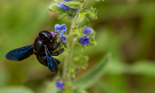 carpenter bee, Xylocopa, Xylocopa violacea, violet carpenter bee, Echium vulgare, blueweed, vipers bugloss, hymenoptera