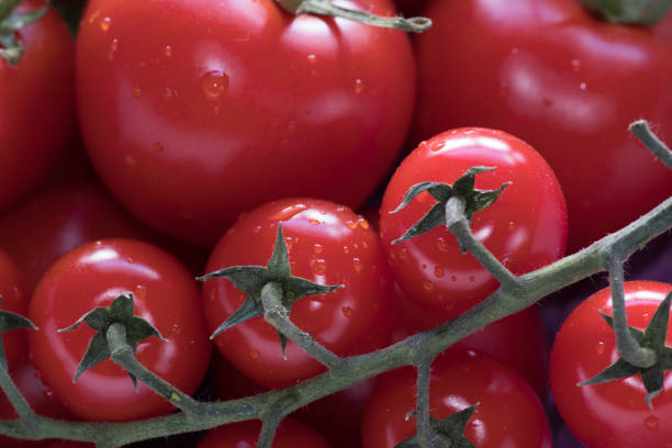 チェリートマトと通常のトマトは、比較的大きな被写界深度を持つ明るい赤で - cherry tomato flash ストックフォトと画像