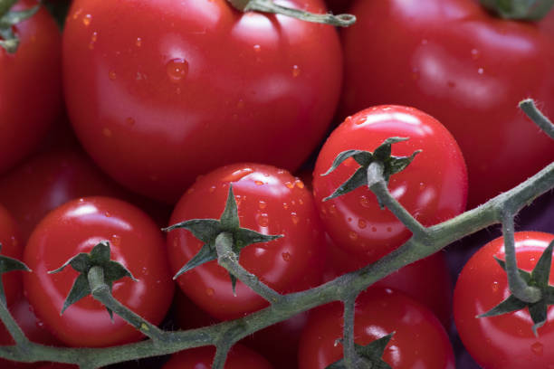 pomidory cherry i normalne pomidory w kolorze jasnoczerwonym o stosunkowo dużej głębi ostrości - cherry tomato flash zdjęcia i obrazy z banku zdjęć