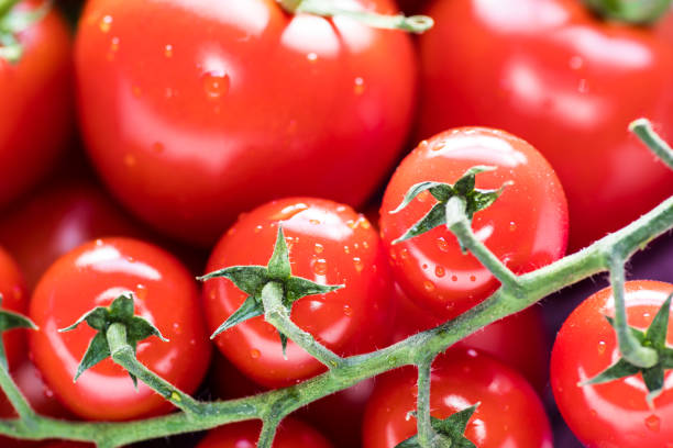 z bliska pomidorów koktajlowych i normalnych pomidorów w kolorze jasnoczerwonym z płytką głębią ostrości - cherry tomato flash zdjęcia i obrazy z banku zdjęć