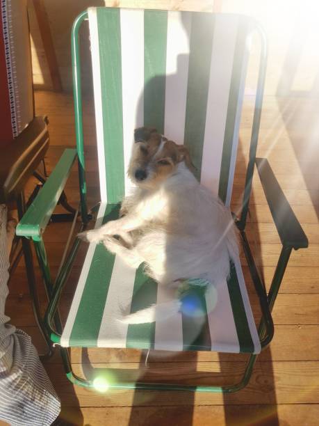 istock A Jacky Enjoying The Sun 1303619656