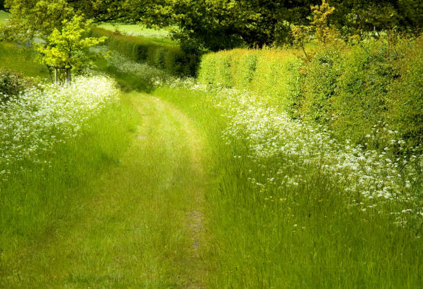 istock grassy trail in the British countryside 1303619867