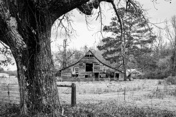 istock Monochrome rustic old barn with tree and fence out of focus 1303621428