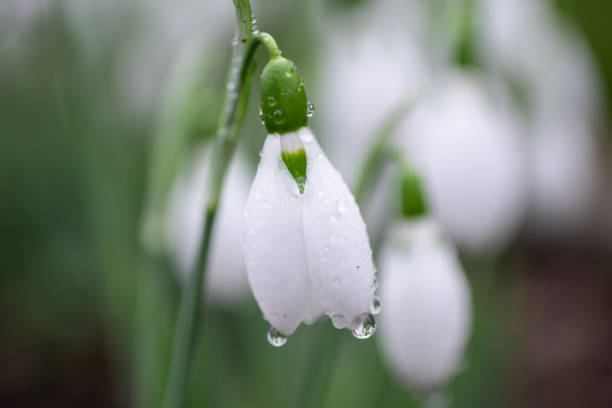 istock macro view of a blooming dew covered snow drop flower 1303622666