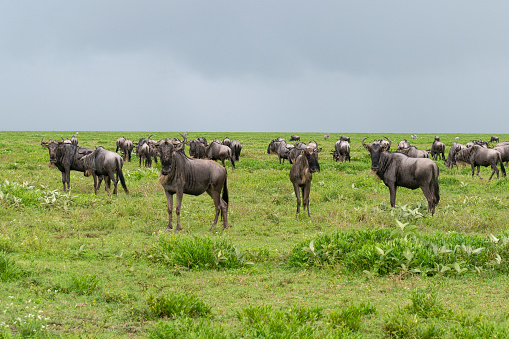 Gnu, (genus Connochaetes), also called wildebeest, either of two species of large African antelopes of the family Bovidae in the tribe Alcelaphini. They are among the most specialized and successful of African herbivores and are dominant in plains ecosystems.