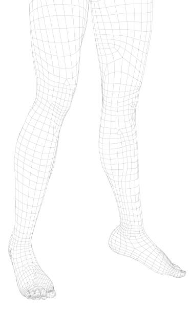 ilustrações, clipart, desenhos animados e ícones de wireframe de pernas de meninas isoladas em fundo branco. 3d. ilustração vetorial - silk stockings