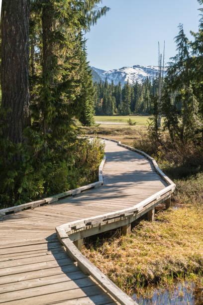 istock view of forest trail through Paradise Meadows, Strathcone Provincial Park on Mt. Washington, BC, Canada 1303624596