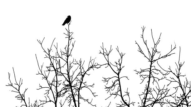 Mezzotint photography of bare tree branches with Raven