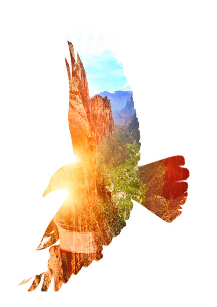 Birds flying and migrating through green mountains during sunrise