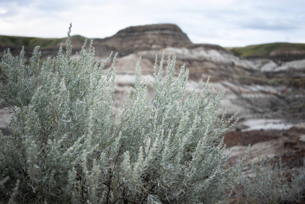 view of Dinosaur Provincial Park, Alberta, Canada, near Drumheller
