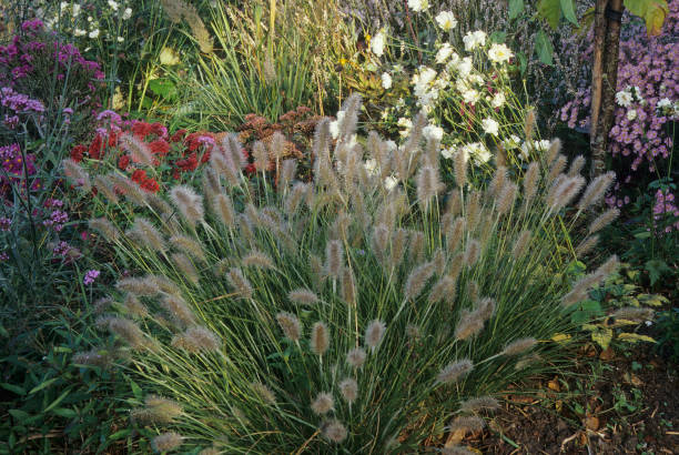 Fountain Grass Fountain Grass Pennisetum alopecuroides pennisetum stock pictures, royalty-free photos & images