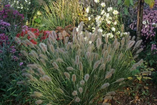 Fountain Grass Pennisetum alopecuroides