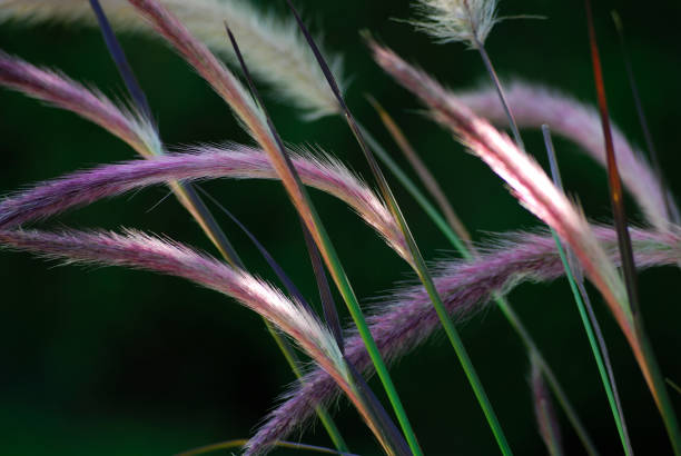 Fountain Grass Fountain Grass Red Riding Hood Pennisetum setaceum pennisetum stock pictures, royalty-free photos & images